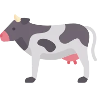 Vaca